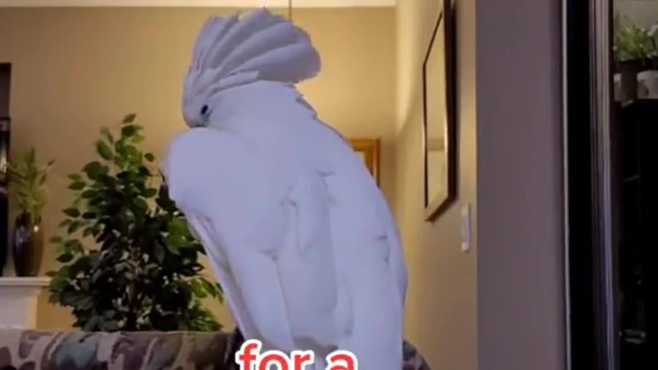 laugh till you cry with this hilarious parrot! 😂