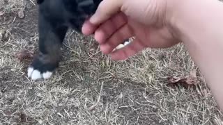 Funny animals