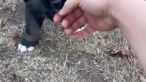 Funny animals
