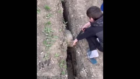 Funny Animal part 1
