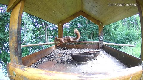 Squirrel Splits 🐿 🤣😆