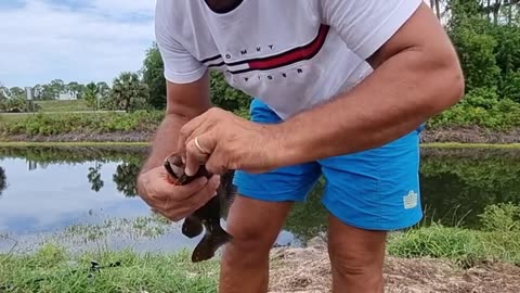 chi la fa l aspetti with live bait tarpon and snook fishing in Florida_part7