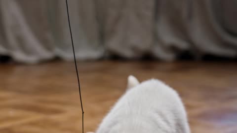 Funny cat reaction