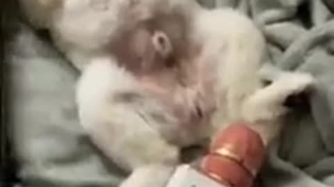 Fun moment of puppy