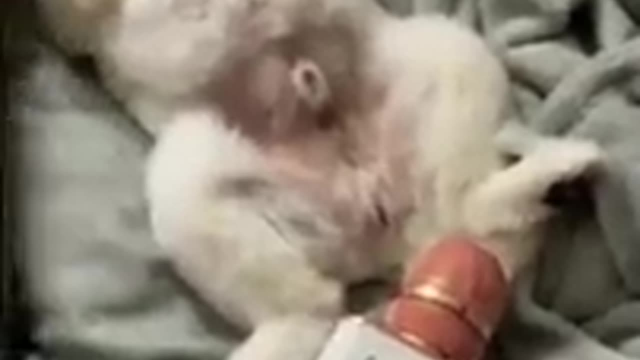 Fun moment of puppy