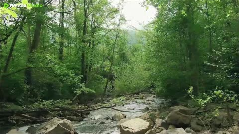 the sound of a magpie bird