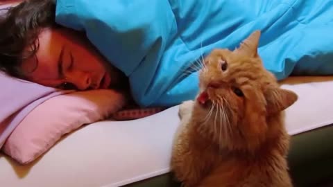 When Cats Use 'MEOW language' to Communicate