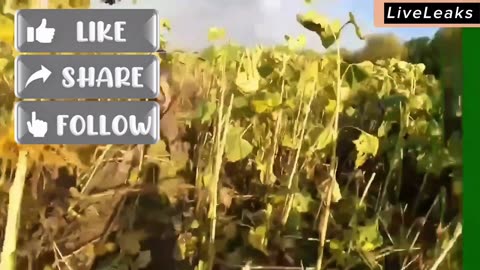 Kursk: Ambush in the Sunflowers – No One Made It Out