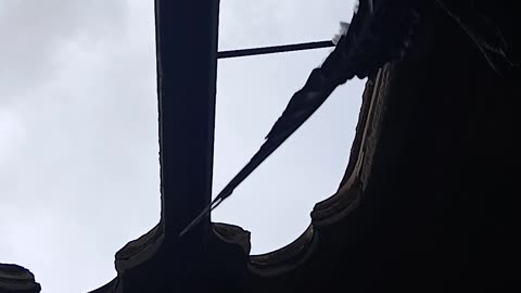 Removing homing pigeons