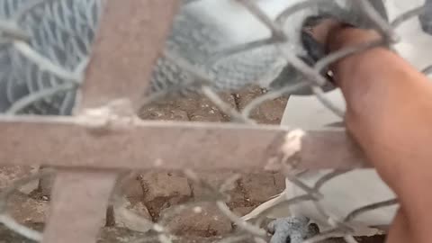 Beautifull sparrow,