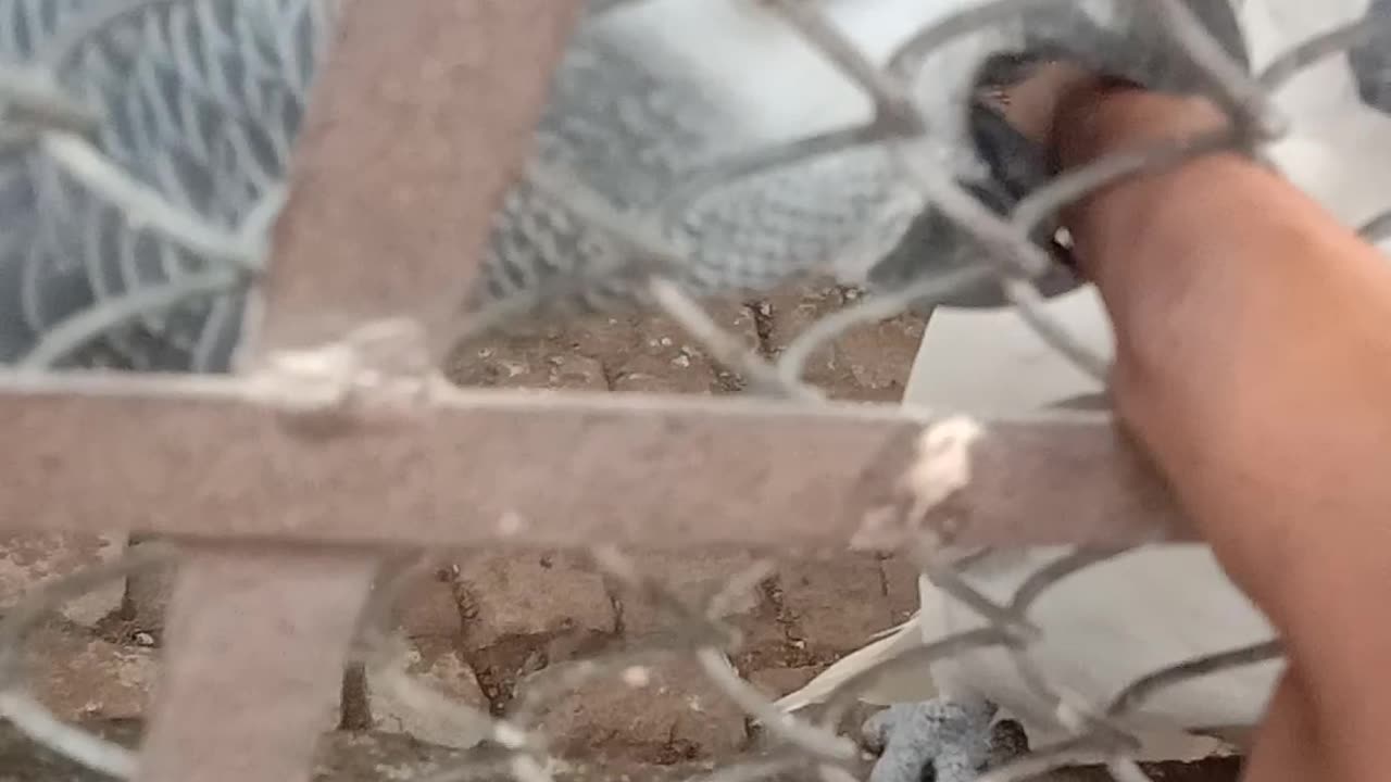Beautifull sparrow,