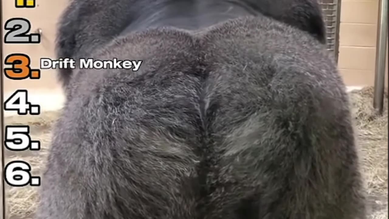 Funny Videos!!!