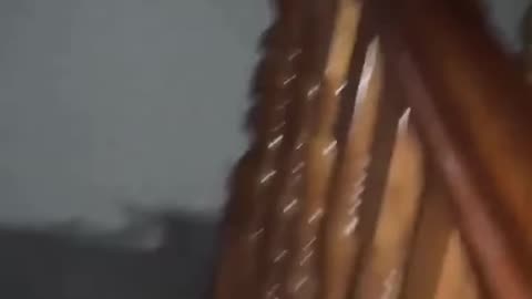House Lions Ambush Owner At Midnight