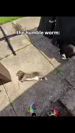 funny-animal-videos-i-found-on-instagram-and-tiktok