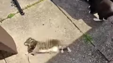 funny-animal-videos-i-found-on-instagram-and-tiktok