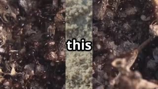 🐜🖥️🔬Ant Colonies Nature’s Blueprint for Smart Algorithms! 🐜🖥️🔬