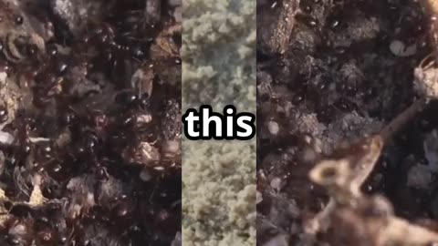 🐜🖥️🔬Ant Colonies Nature’s Blueprint for Smart Algorithms! 🐜🖥️🔬