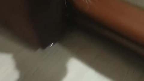 Malysh on the Move: Adventures on the Bed!