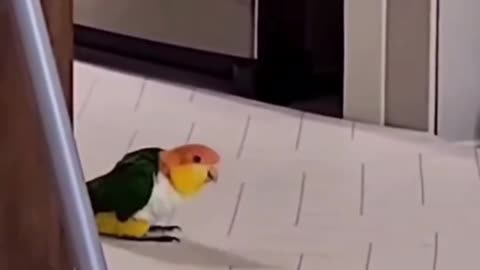 Bird doing the Moonwalk.. 😂