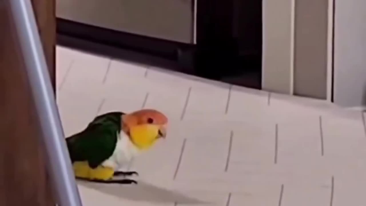 Bird doing the Moonwalk.. 😂