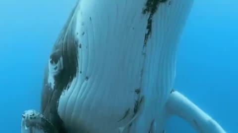 Whale power