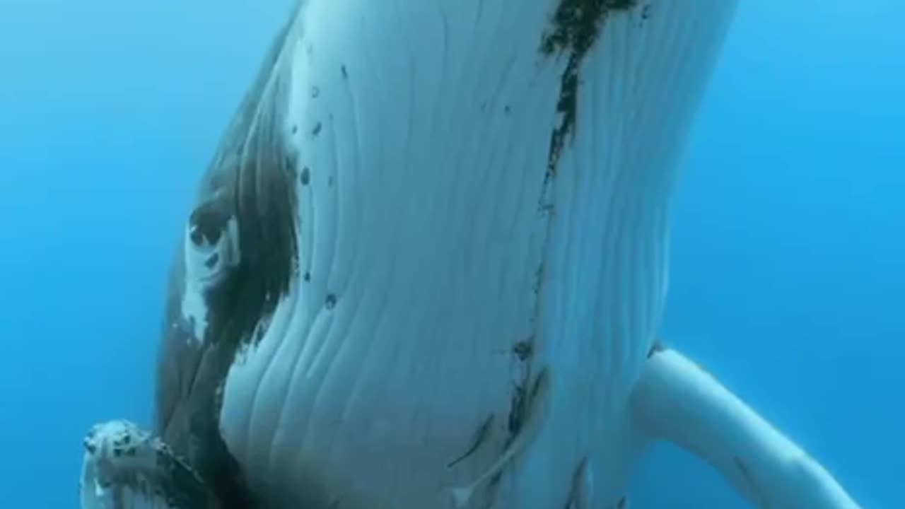 Whale power