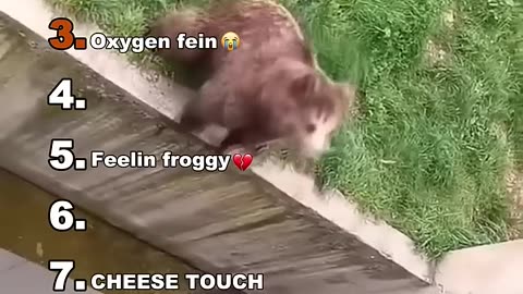 Funny animals
