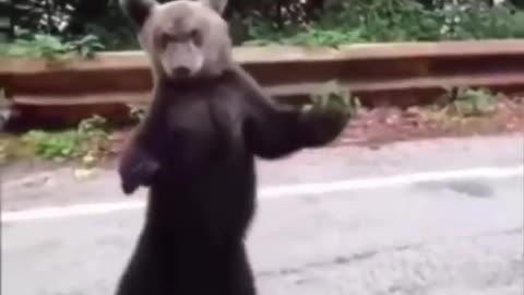funny bear