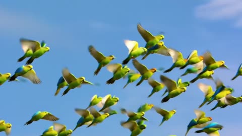 Parakeets in Sync: Aerial Dance to Happy Beats!