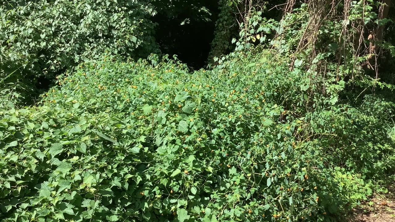 Hummingbird kissena park.