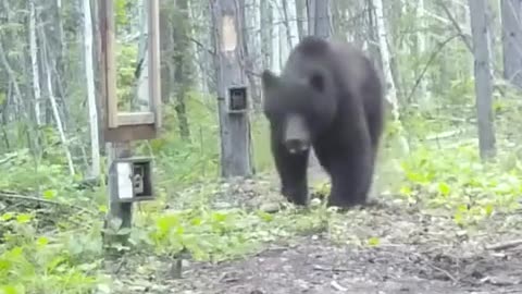 😲🧸 Watch a Bear's First Reaction to Its Reflection! | FeedMyCuriosity