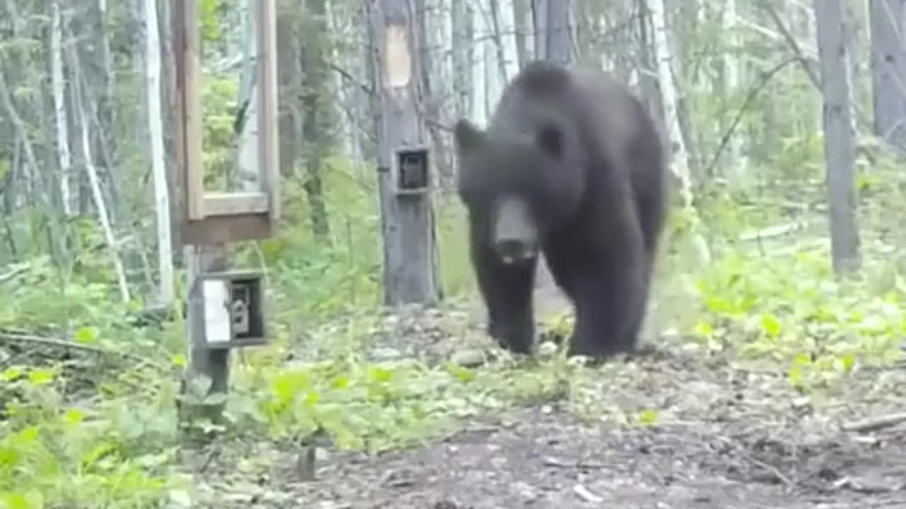 😲🧸 Watch a Bear's First Reaction to Its Reflection! | FeedMyCuriosity