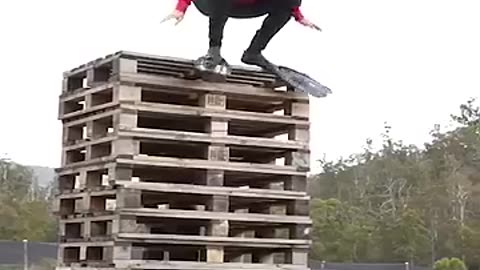 Hilarious Fails Compilation – Try Not to Laugh!