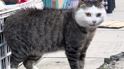 🐱 Funny cat videos - cute cats - Try not laugh
