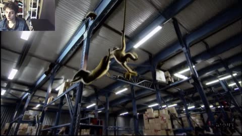 Outtake #1,079 Of Over 10 Monkeys Roam Around A Warehouse Fake Funny Parody Video