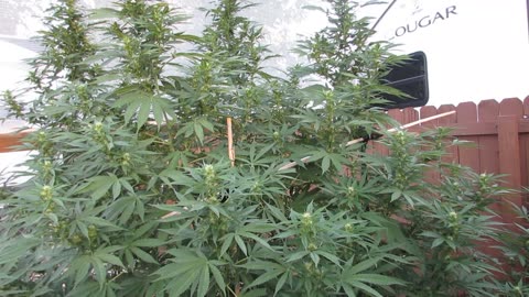 Last Week of August Garden tour