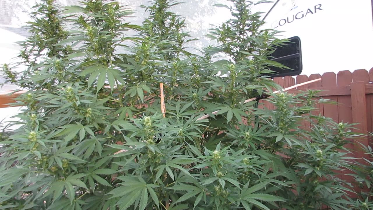 Last Week of August Garden tour