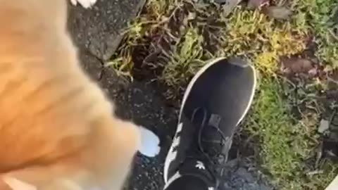bipolar cat