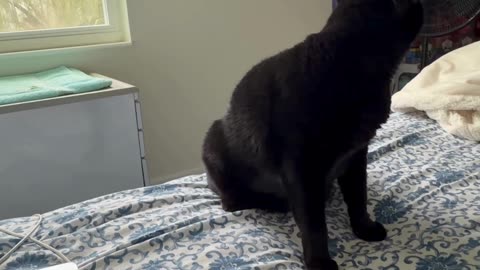 Cute Precious Piper Leaves the Room - My Adopted Shelter Cat Vlog