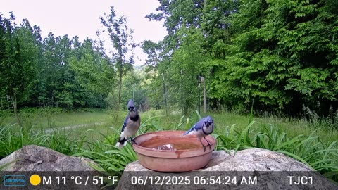 Two Blue Jays "Talking"
