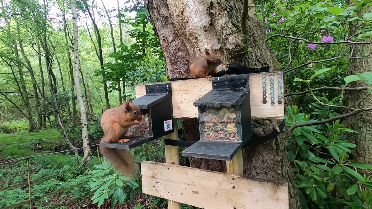 Very Talkative Red Squirrels