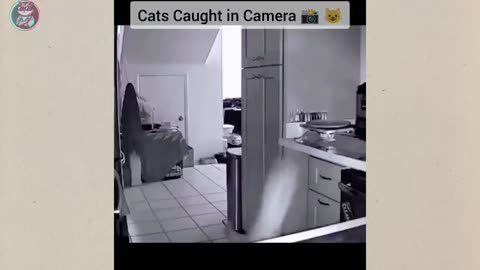 Funny Cats And Dogs 2025 😂 Funny Animals Video