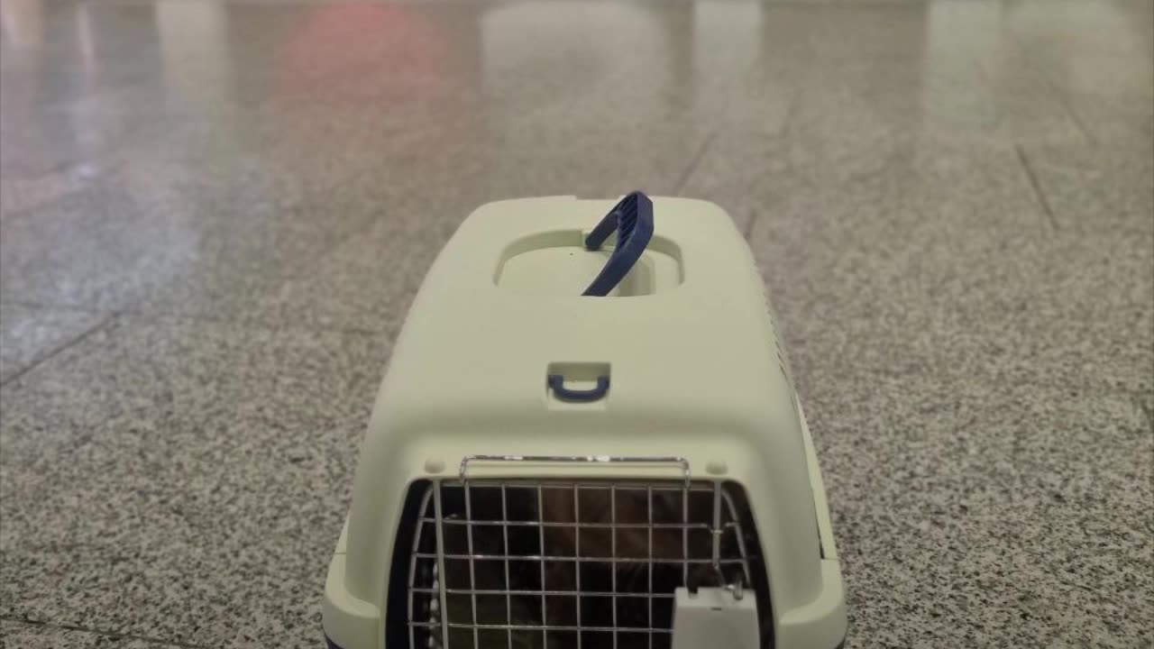 Muere el ‘Hachiko’ ruso, un gato que vivió durante años sobre la tumba de su dueño