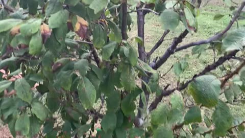 Plum Tree Varieties
