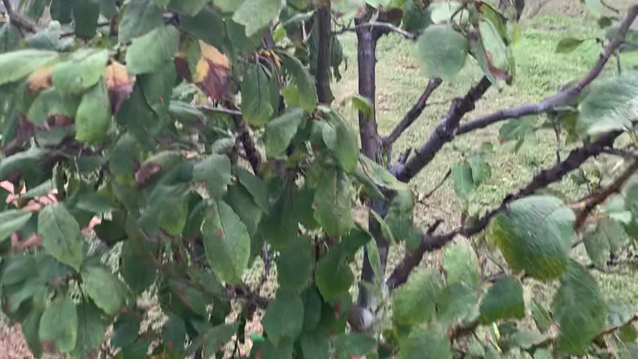Plum Tree Varieties