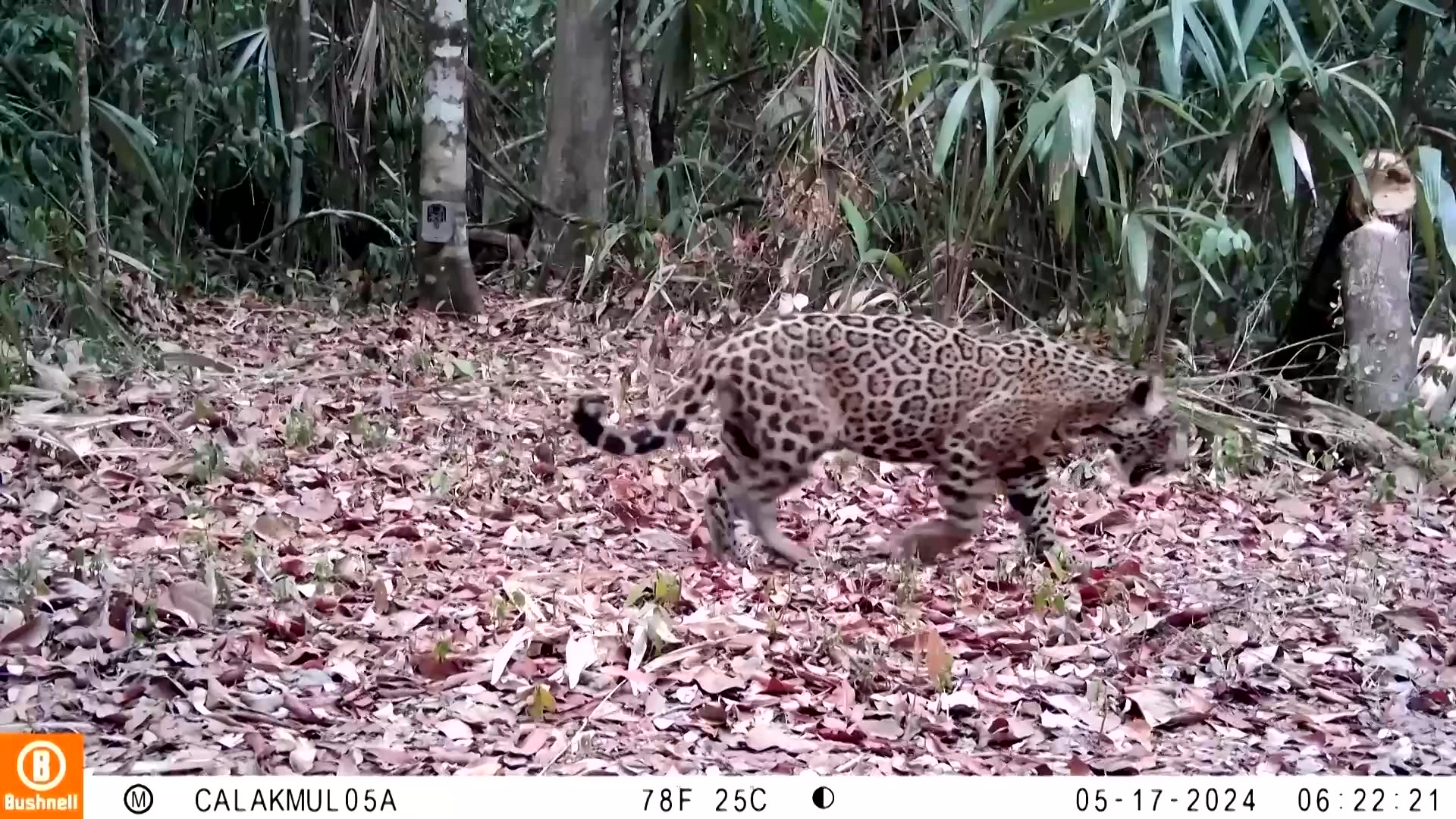 Mexico jaguar numbers grow, but extinction threat remains