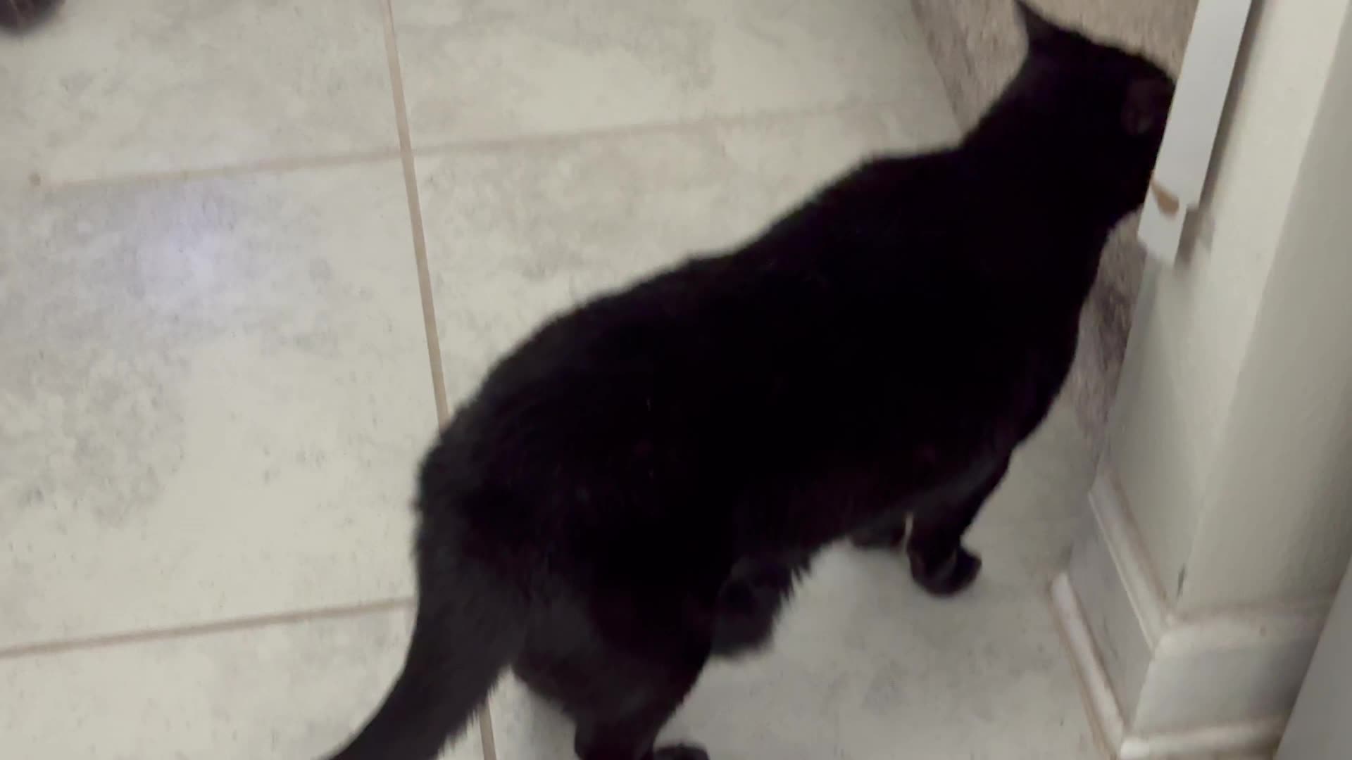 Cute Precious Piper Runs Up the Stairs - My Adopted Shelter Cat Vlog