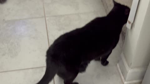 Cute Precious Piper Runs Up the Stairs - My Adopted Shelter Cat Vlog 