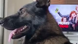 Must Watch: Police Dogs Never Forget