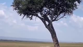 😱🐆 Lion's Nap Game is On Point! | FunFM